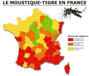 moustique-tigre-france